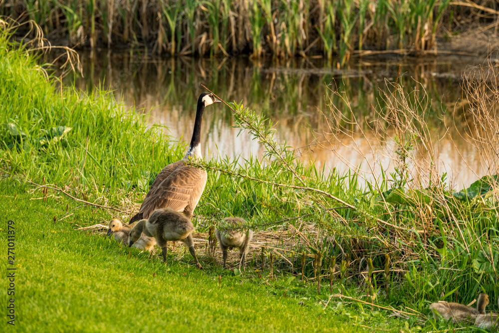 Canada Goose with clutch of goslings beside a creek on the Elmwood Golf Course in Swift Current, SK Canada Goose with clutch of goslings beside a creek on the Elmwood Golf Course in Swift Current, SK