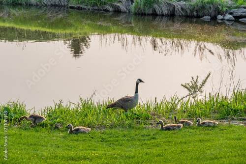 Canada Goose with clutch of goslings beside a creek on the Elmwood Golf Course in Swift Current, SK photo