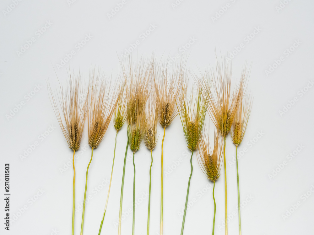 Bunch of wheat spike barley on white background Bunch of wheat spike barley on white background