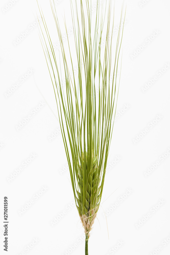 Spike of green fresh rye barley wheat isolate Spike of green fresh rye barley wheat isolate