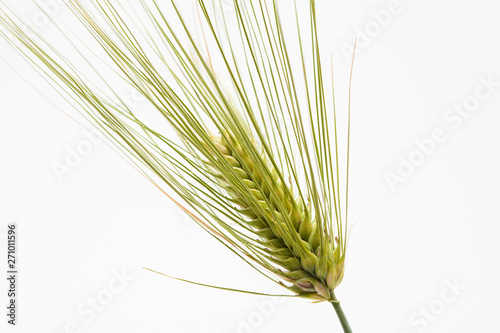 Spike of green fresh rye barley wheat isolate
