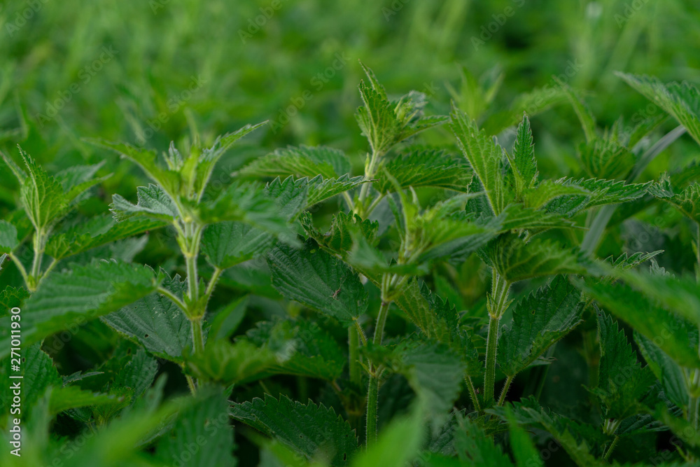 Detailed photo of the little spring green nettle Detailed photo of the little spring green nettle