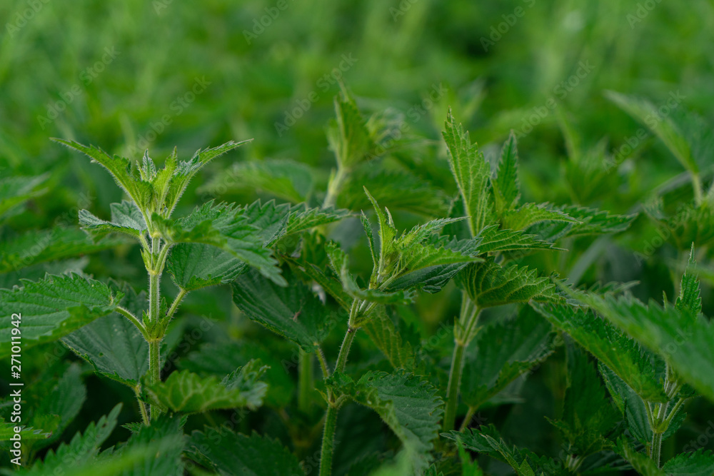 Detailed photo of the little spring green nettle Detailed photo of the little spring green nettle