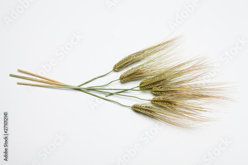  Spike of wheat isolated