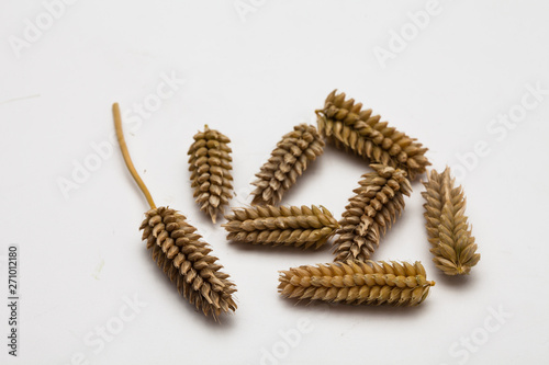  wheat ear isolated cutout 