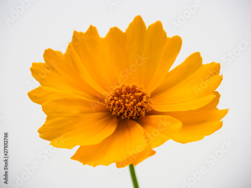  Yellow cosmos flower on white background