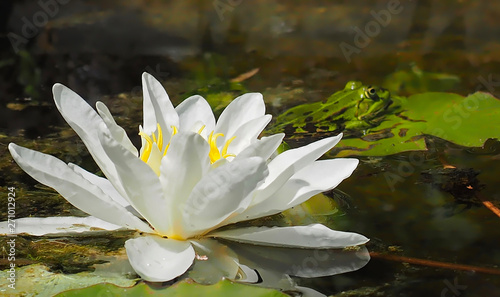 Small green water frog on courtship