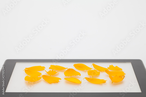 Yellow cosmos petal floral leaf on light box