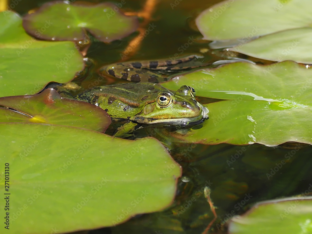 Small green water frog on courtship Small green water frog on courtship