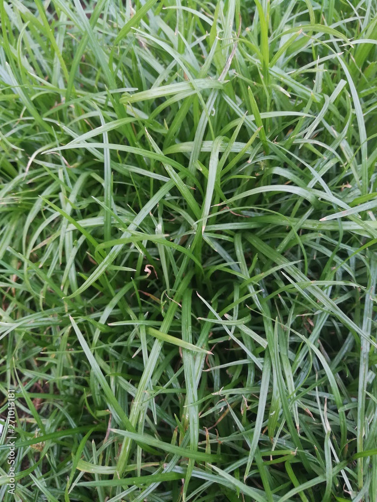 The long, green grass leaves cover the field. The long, green grass leaves cover the field.