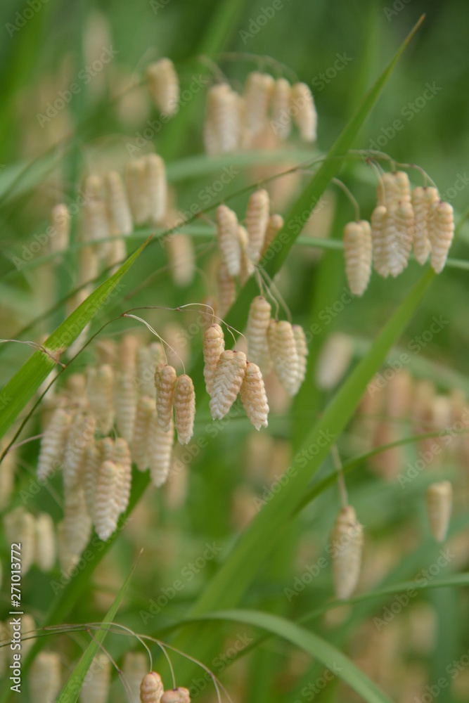 Big quaking grass (Briza maxima) Big quaking grass (Briza maxima)