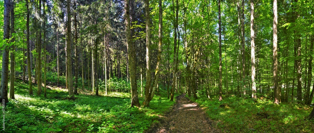 Naklejka premium panoramic landscape in a pine forest