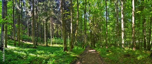 Fototapeta Naklejka Na Ścianę i Meble -  panoramic landscape in a pine forest