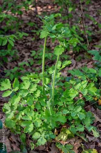 General view of the plant Chelidonium majus (commonly known as greater celandine, nipplewort, swallowwort, tetterwort)