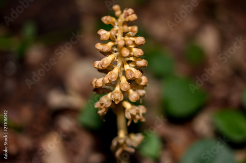 Plant Neottia nidus-avis (bird's-nest orchid) in the forest in May