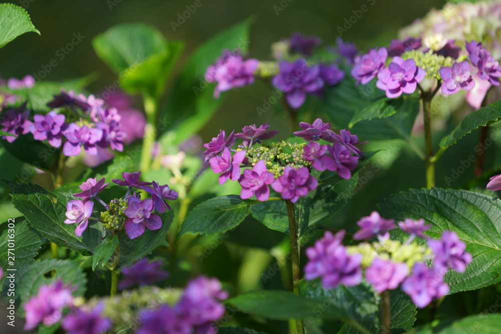 鎌倉の紫陽花