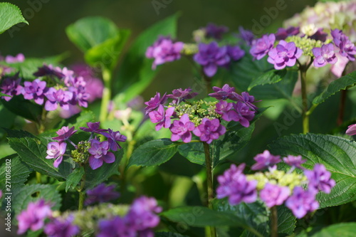 鎌倉の紫陽花