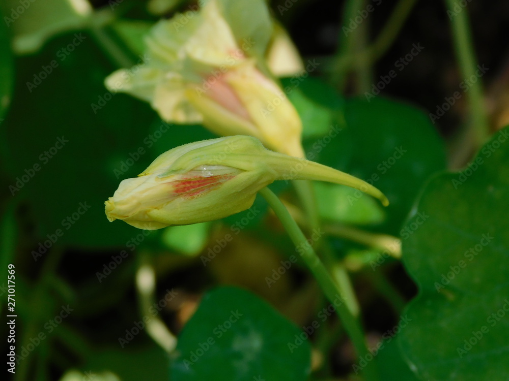 Obraz premium nasturtium edible flower bud