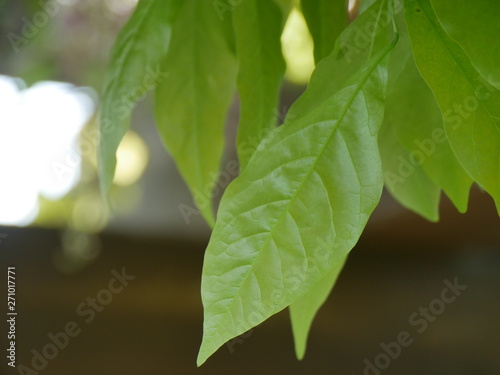 green leaves of a tree