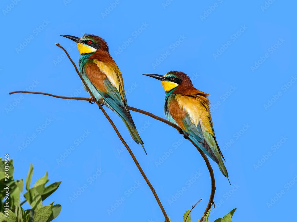 Obraz premium Two European Bee-Eaters Perched in Tree on Blue Sky in Spring