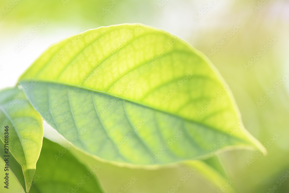 Obraz premium Green leaves on tree with sunlight soft focus and blur tree background - Close up leaf for nature green