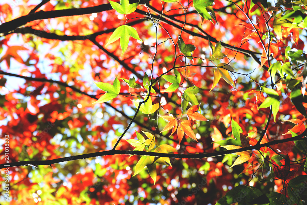 Maple tree colorful season autumn in the forest with green and red maple leaves