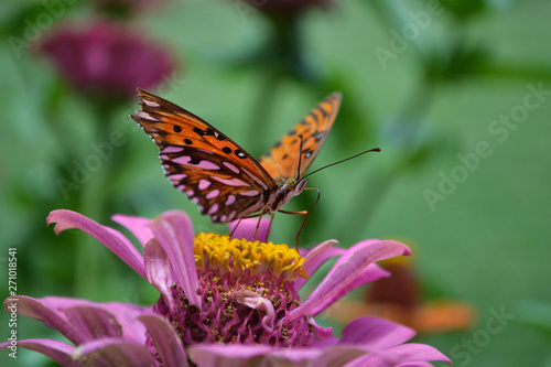 Mariposa sobre Flor Rosa con fondo © melisa
