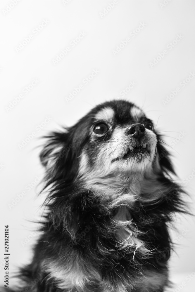 Retrato blanco y negro chihuahua de pelo largo. foto de Stock | Adobe Stock