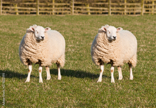 Sheep Cloning. Two identical sheep standing in a field. Photoshopped Dolly the Sheep.