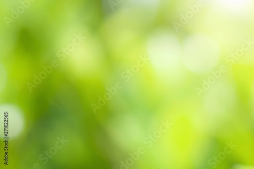 blur green leaf background