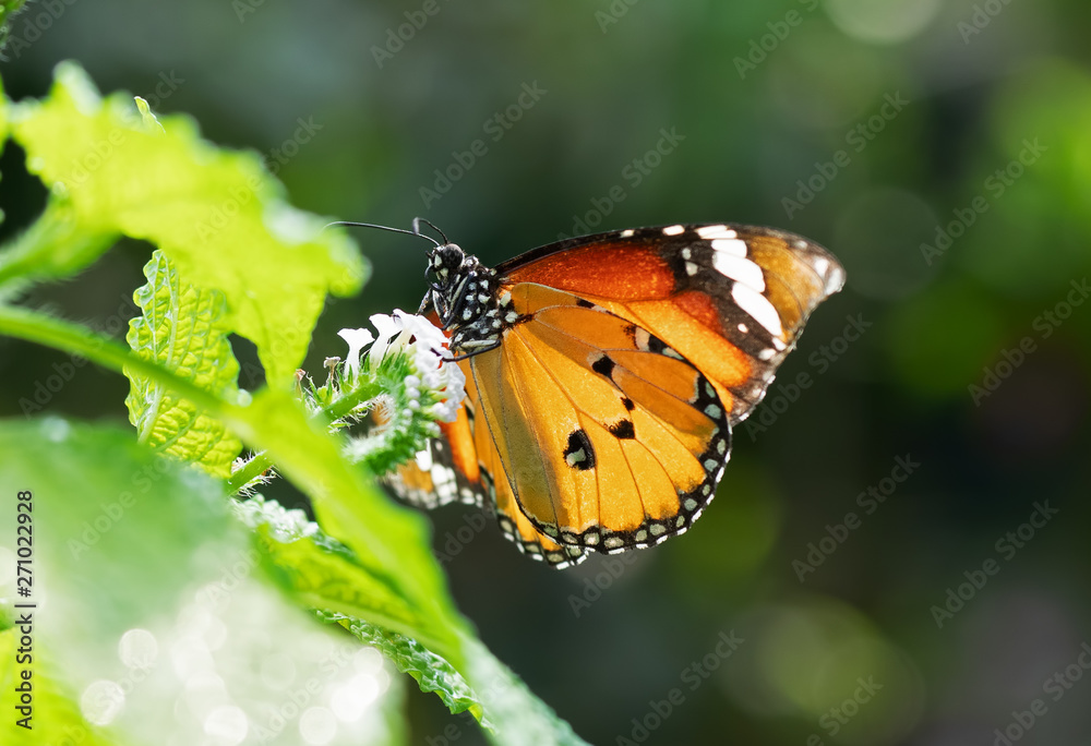 Close up Common Tiger Butterfly is Preparing to Suck Nectar from White Flower Isolated on Background Close up Common Tiger Butterfly is Preparing to Suck Nectar from White Flower Isolated on Background