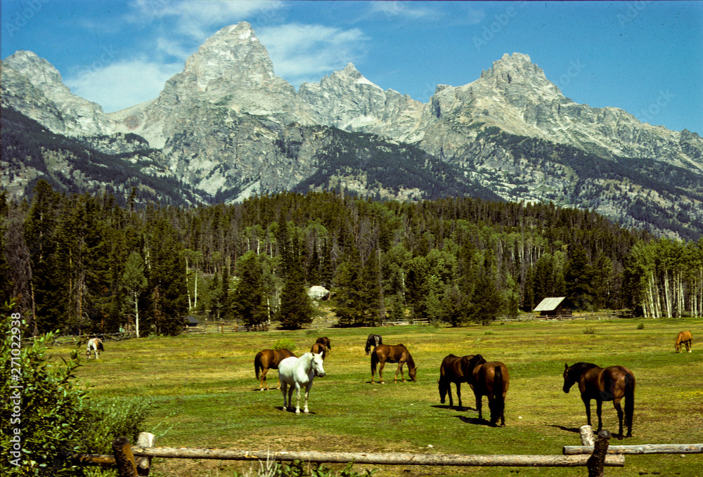 Horses In The Tetons