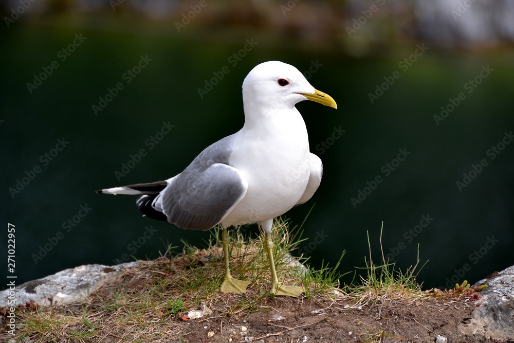Seagull portrait close-up on a dark background Seagull portrait close-up on a dark background