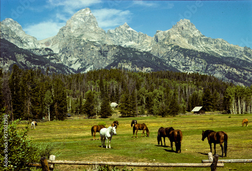 Horses In The Tetons