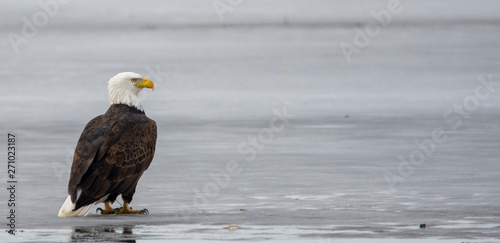 Eagle on frozen lake