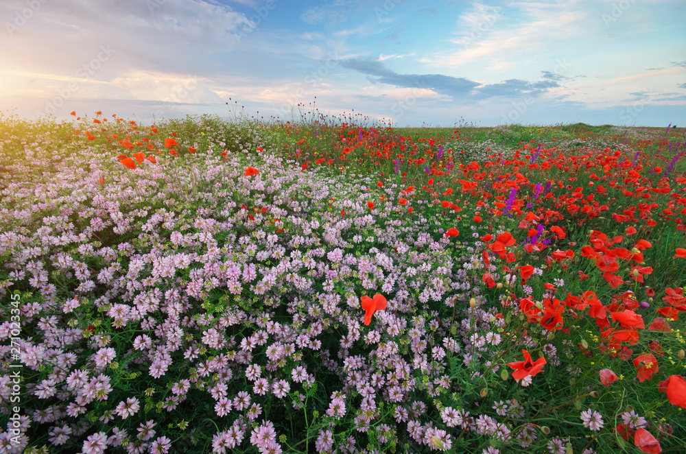 Hill of spring flowers at sunset.
