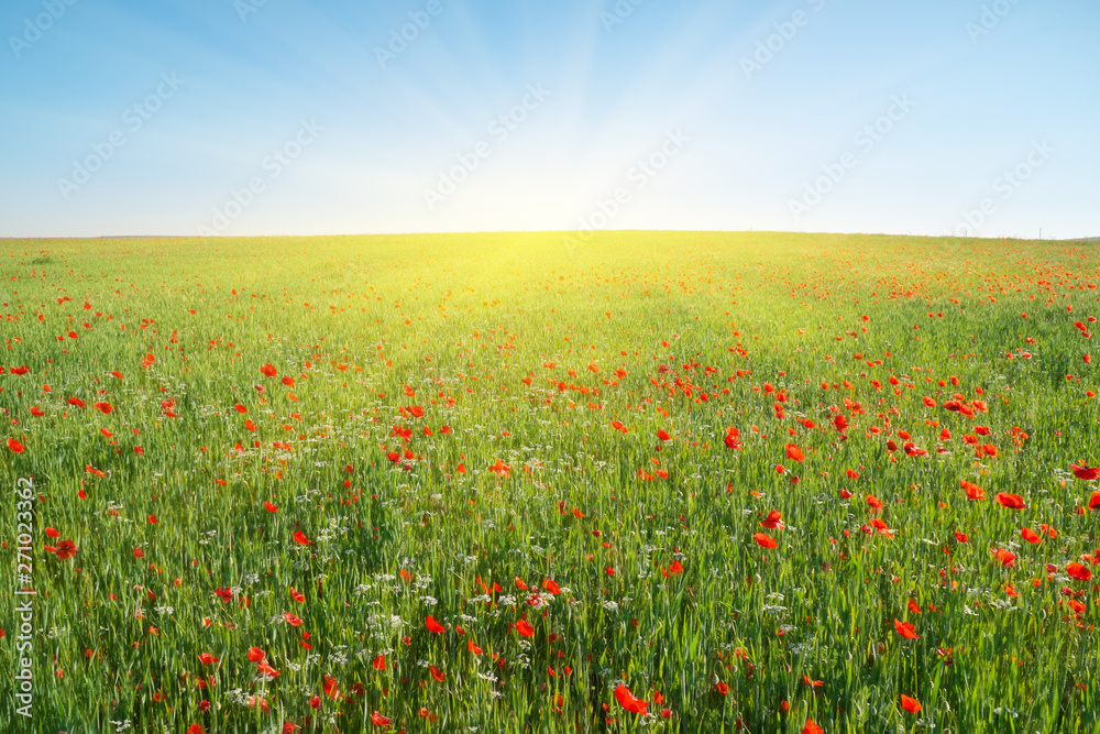 Spring flowers in green meadow