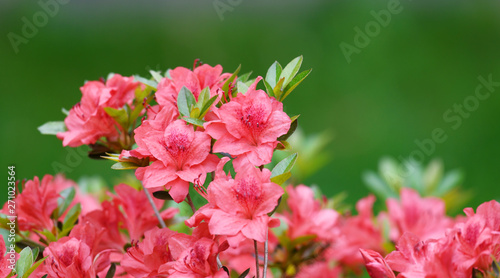 close up on blooming purple rhododendron in spring photo