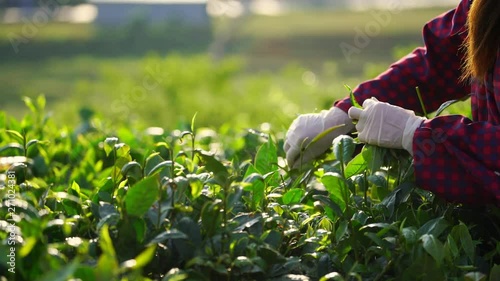 person picking leaflet from tea plant field morning time in Moc Chau, Vietnam, close up hand.