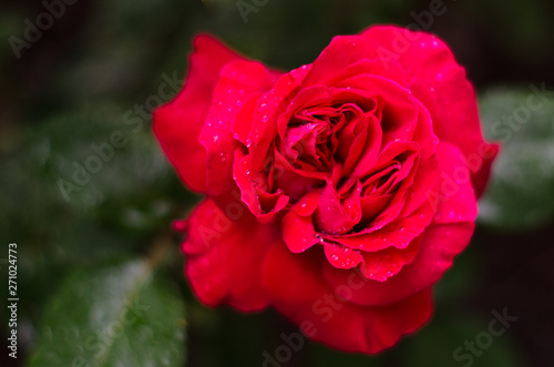Closeup of a pink rose after a rain storm with shallow depth of field.