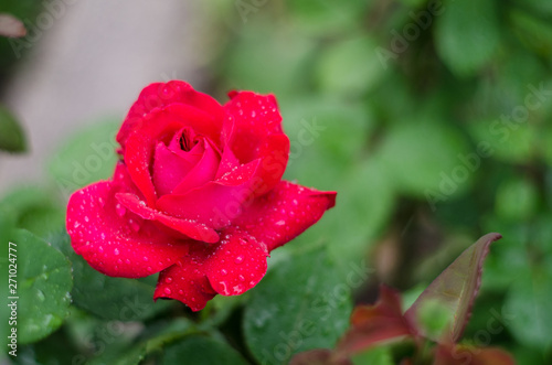Closeup of a pink rose after a rain storm with shallow depth of field.