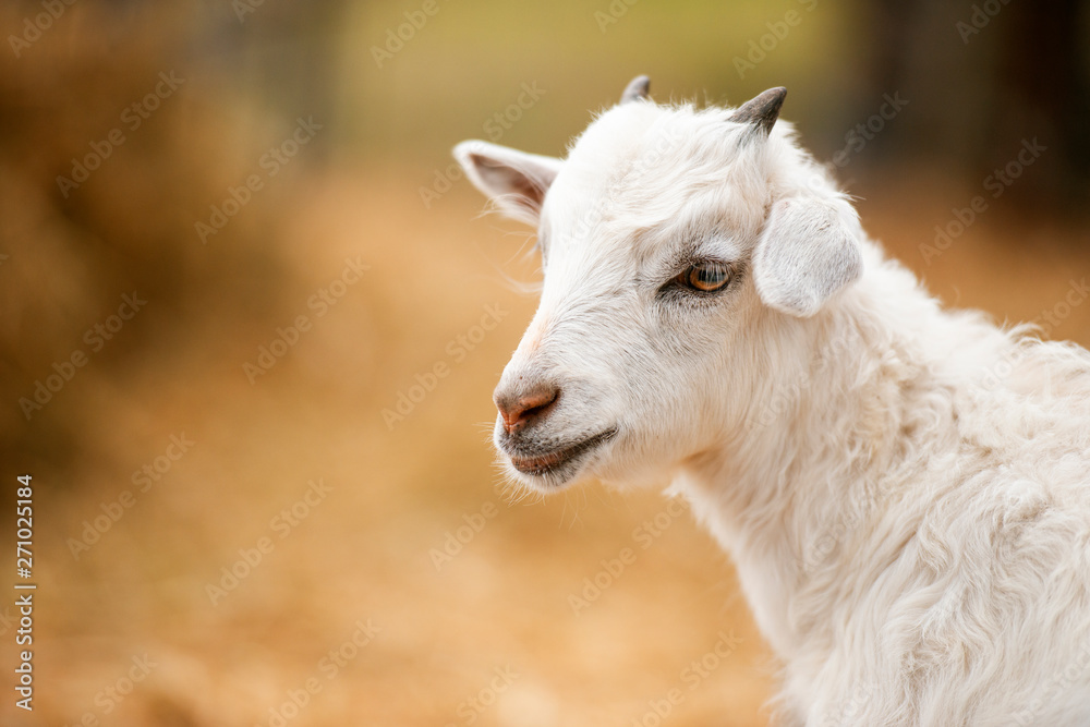 Obraz premium Goat outside during the day