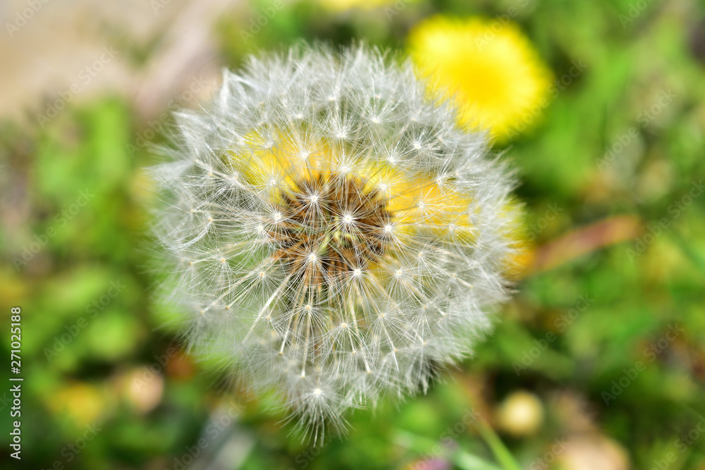 Fototapeta premium 綿毛のアップ