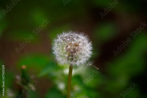 art photo of dandelion seeds close up on natural blurred background