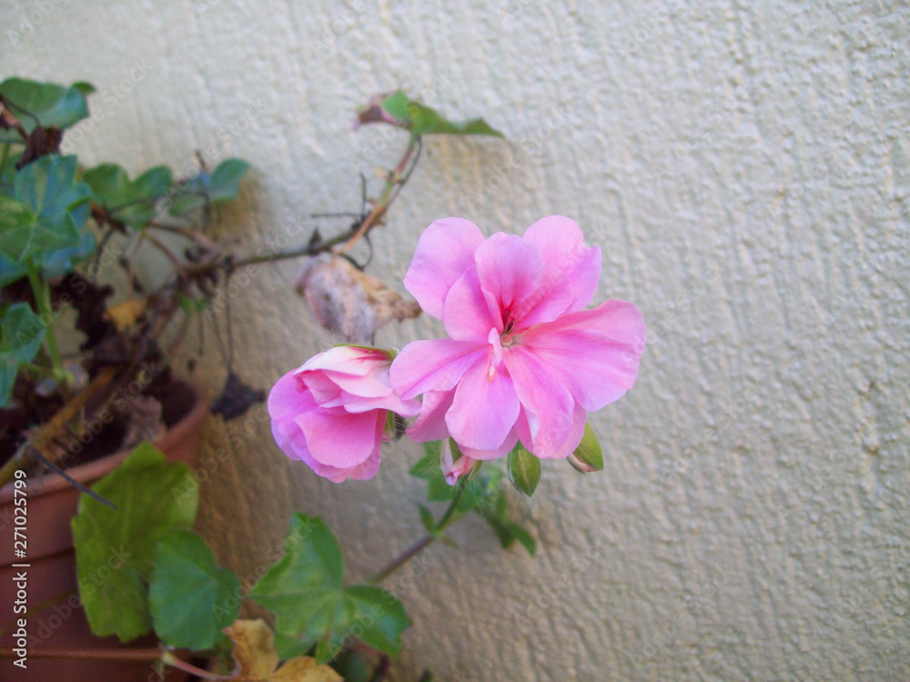 Fototapeta premium pink flowers on texturized background