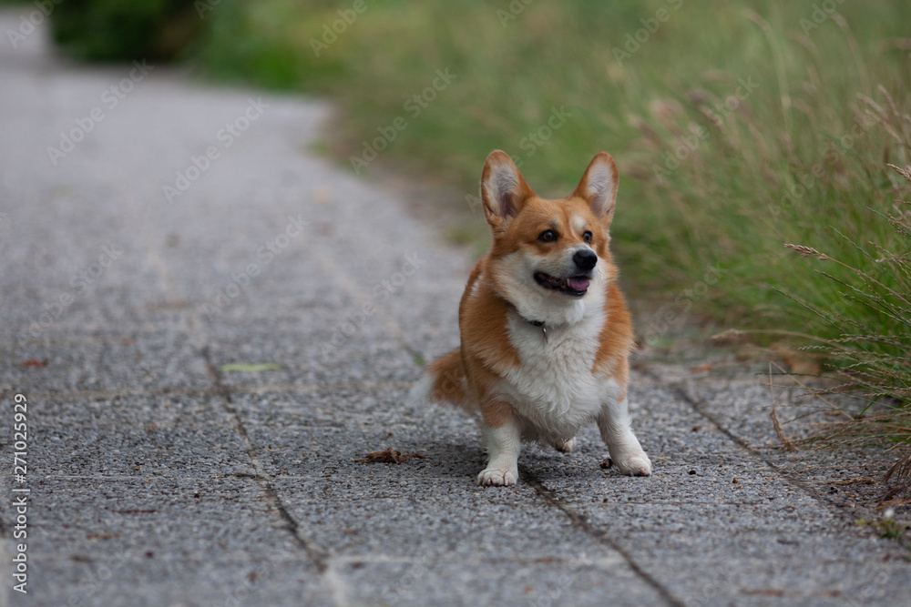 Dog in the park. Pembroke Welsh Corgi