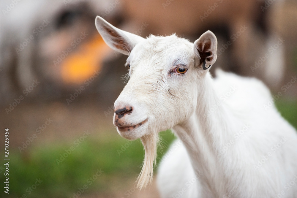 Obraz premium Goat outside during the day