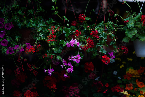 Flowers on sale in the green market of Herceg Novi. Montenegro