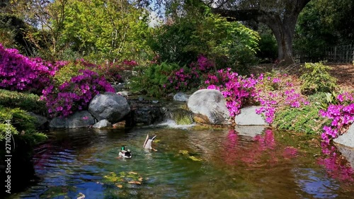 Natural scene around Huntington Library photo