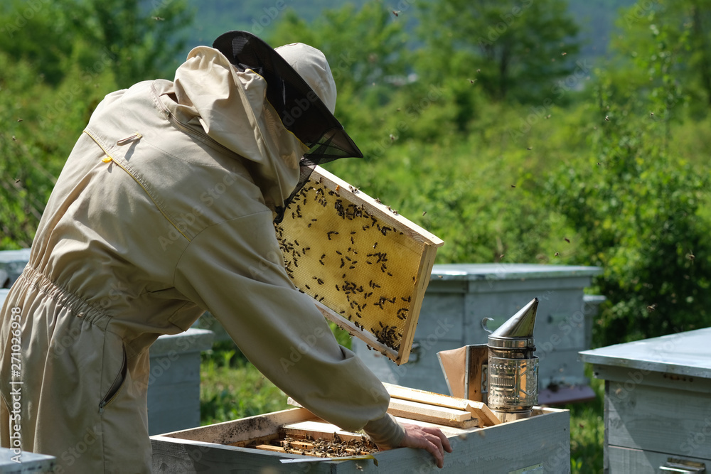 Beekeeper inspecting honeycomb frame at apiary at the summer day. Man working in apiary. Apiculture. Beekeeping concept. Beekeeper inspecting honeycomb frame at apiary at the summer day. Man working in apiary. Apiculture. Beekeeping concept.